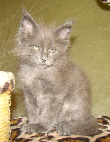 ���� ��� ������� ��������� Catsvill County!  ���� ����! ������ ������ ���� ���! ���� ��� ������ ������ � ����� ����!!! �������� ���� ����� Catsvill County +7-926-544-74-09  ���� ��� �������� ������. ���� ��� ������, ���� ��� �������, ���� ��� ������,  ���� ��� ����, ���� ��� ��������, ���� ����,  ������ ������ ���� ���,  ������ ����-����, ����� ������� ������ �����, ����� ����� ������!